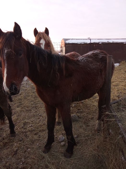 Продам жеребчиков на мясо