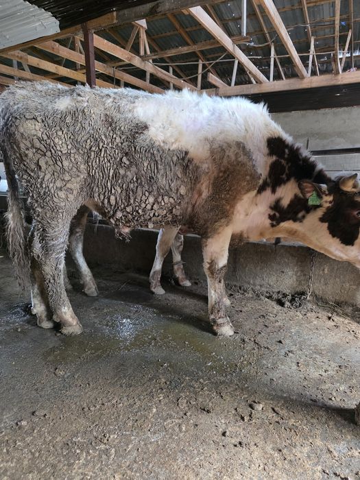 Продам бычка  порода сементаль