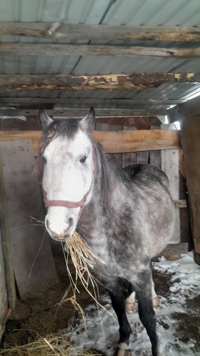 Айғыр сатам 5жасар.