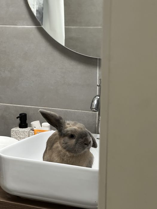 Продам кролика очень милый