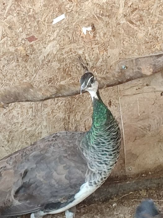 Продам пару павлинов