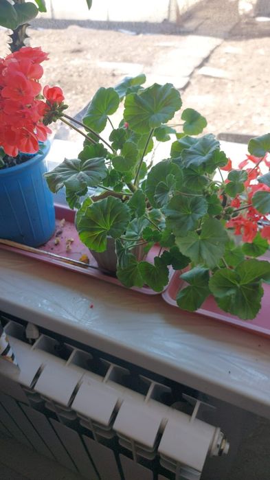 Цветы комнатный разный