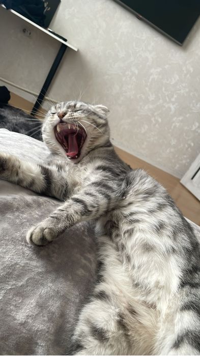 Шотланский веслоухий кот