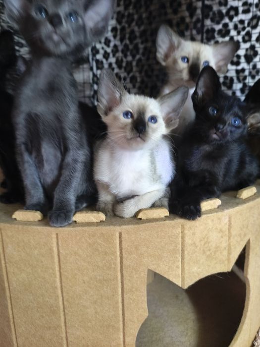 Ориентальные котята экстримального типа совреного типа