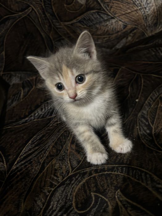 Отдается котенок в хорошие руки.