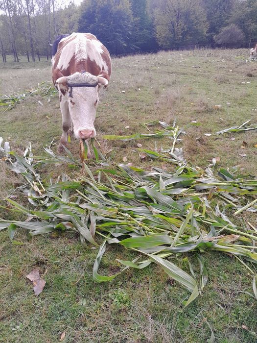 Vaca disponibila