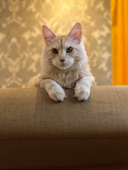 Котята мейнкун продаю