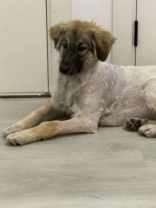 Собака около годика, дворьтерьер