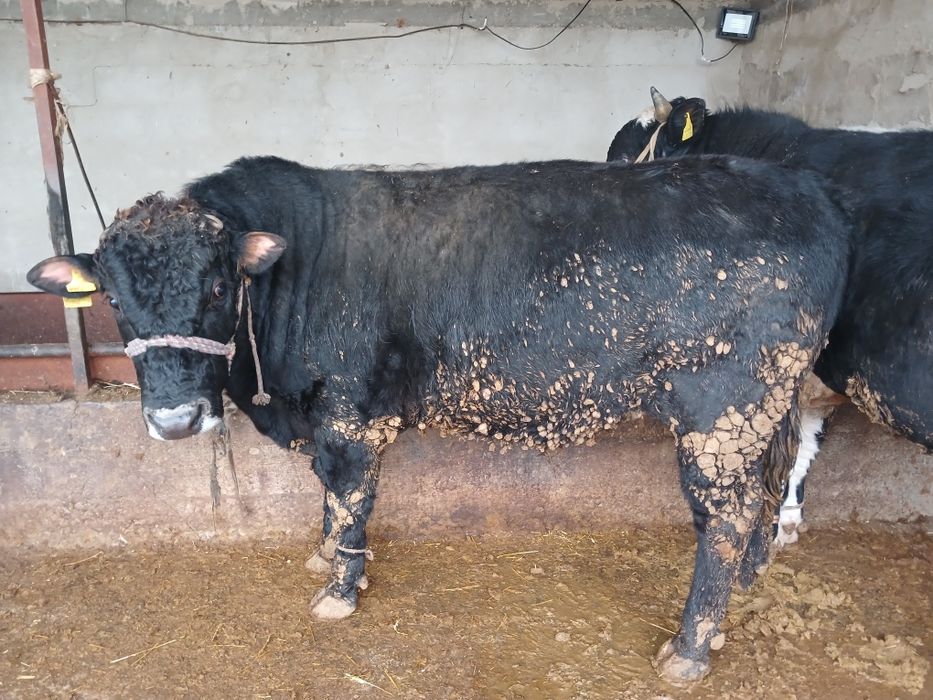 СемізбұхаларСатылады