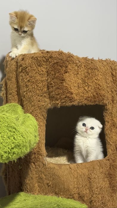 На продаже чистакровная серебристая шиншиллы