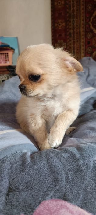 Продам щенка чихуахуа