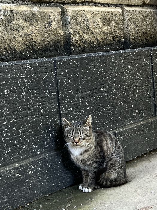 Отдам кошку бесплатно