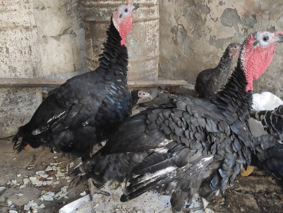 Продается индюки