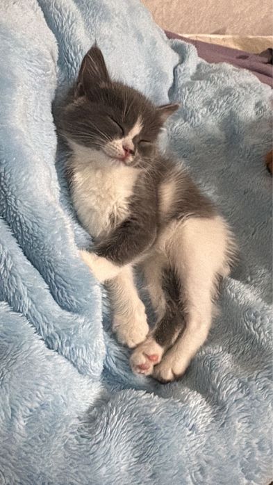 Продам котенка 3000