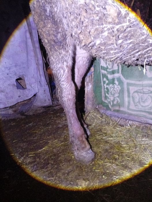 Vând o mânză de 10 luni dacă vă interesează