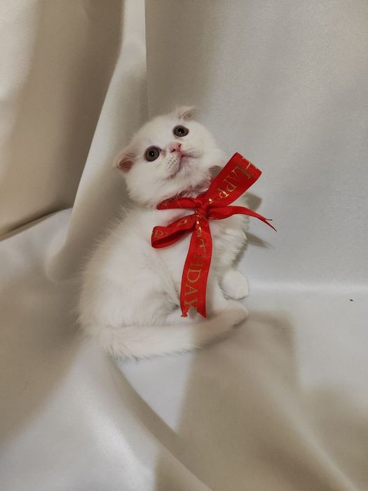 Продаётся котята