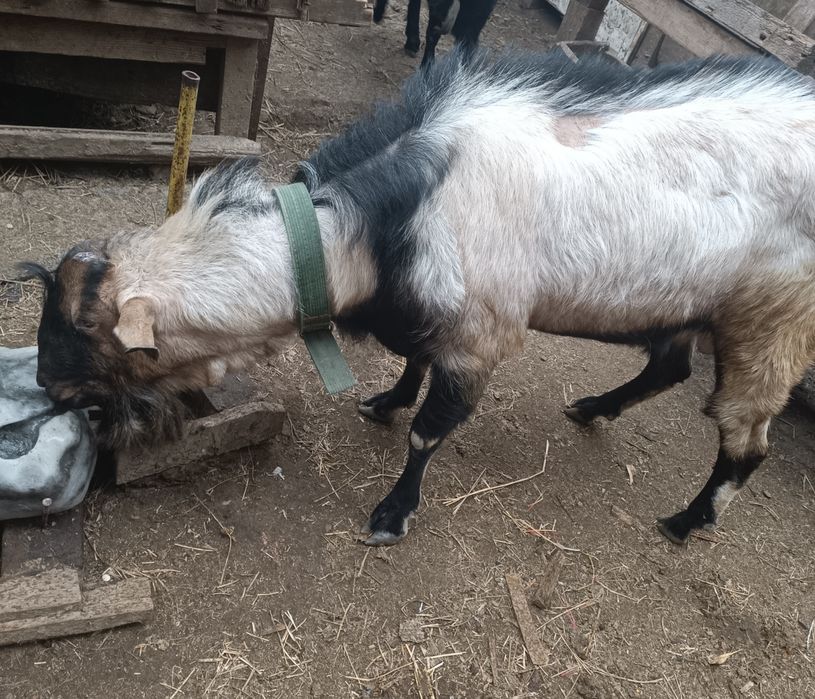 Vând Țap  anglonubian