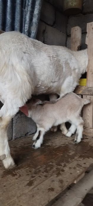 Занен ешкі сатылады