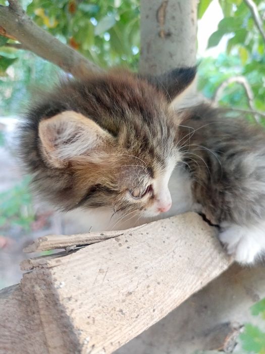 Котята 2 месяца, пушистые