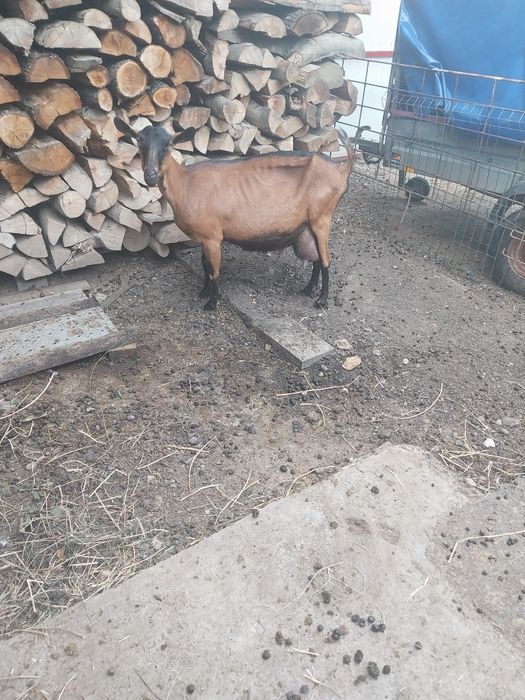Vând capra alpina franceză