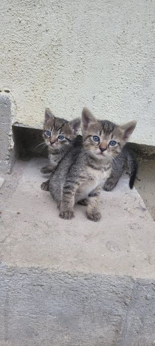 Donăm 6 pisoiași