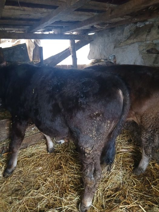 Vand doi vitei si o vitea