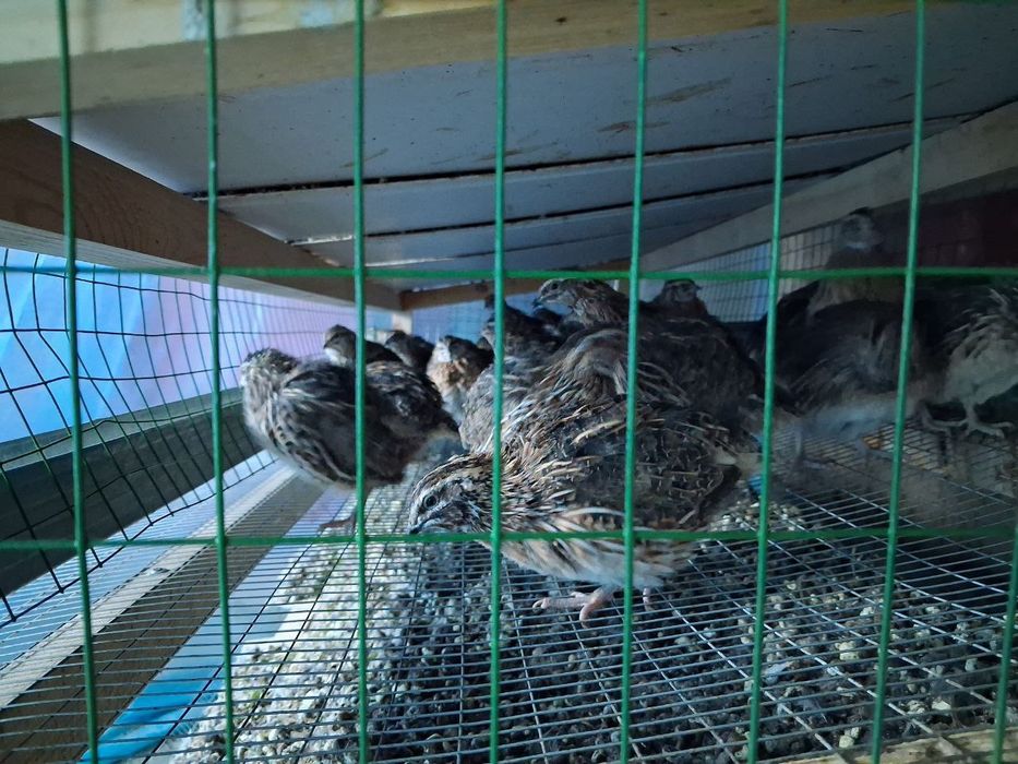 Бедана япон манжор