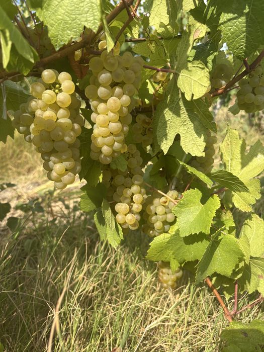 Продавам  Грозде