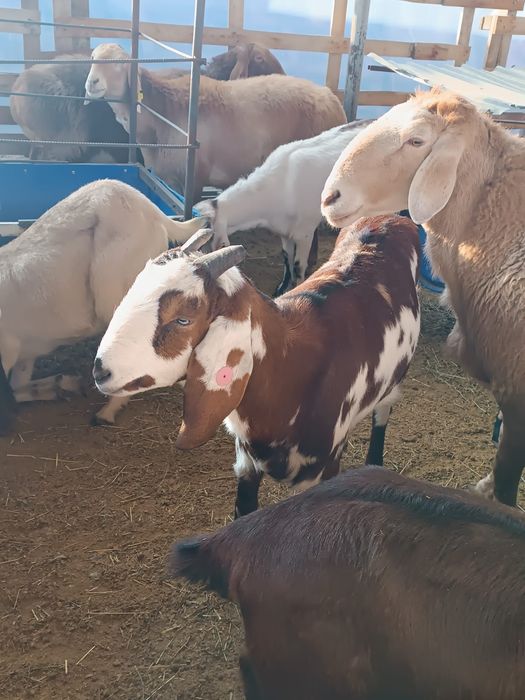 козочки и козлики