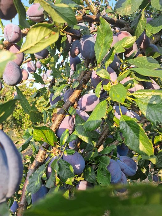 Prune pentru țuică