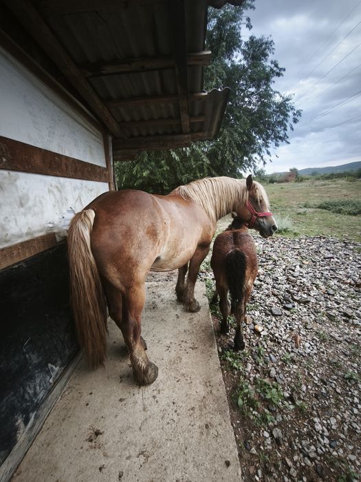Vând iapa cu mânză