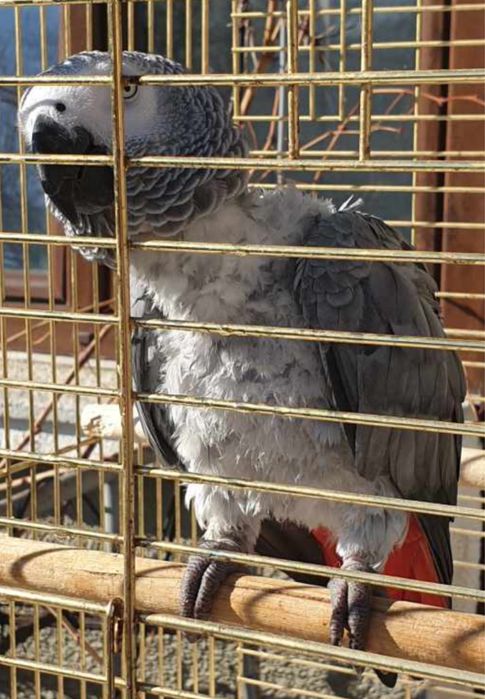 Търси се жако ! Голямо възнаграждение ! 5000 лв !