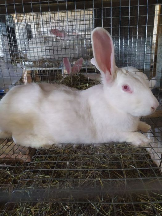 Куён сотилади. Продам кроликов  самсов.