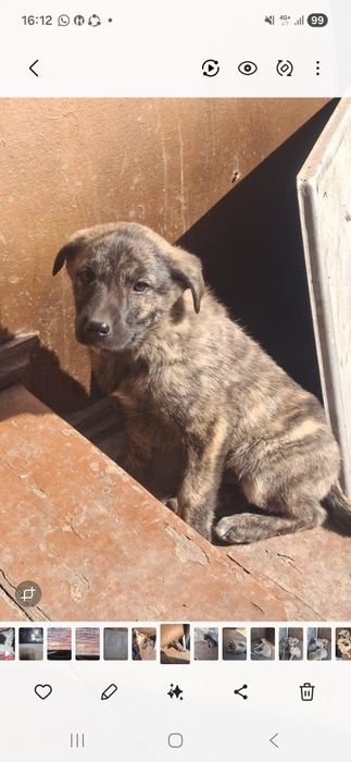 Отдам щенков мальчиков