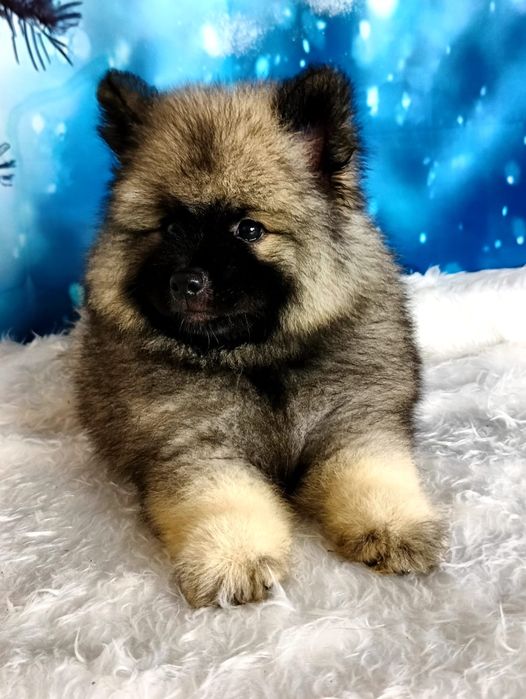 Вольф шпицы девочки