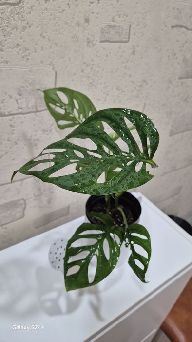 Монстера Адансона