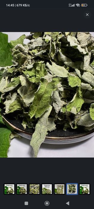 Чай из листа лопуха