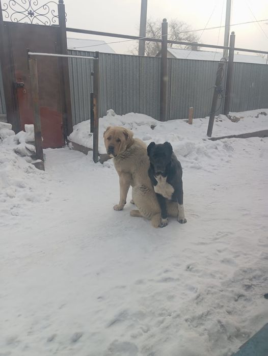 Продаются щенки алабая