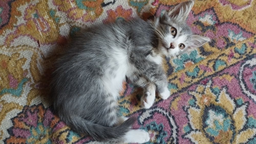 Котята бесплатно две шт