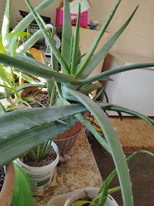 Алоэ вера. Продам.