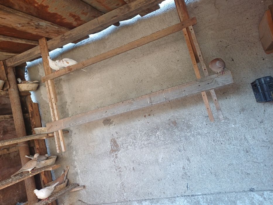 Vând turturele răzătoare