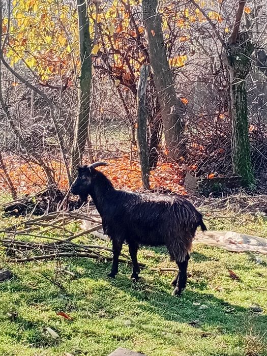 Țap de vanzare !!!