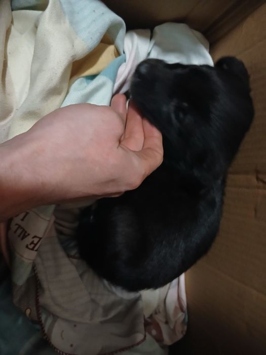 Щенок черный даром