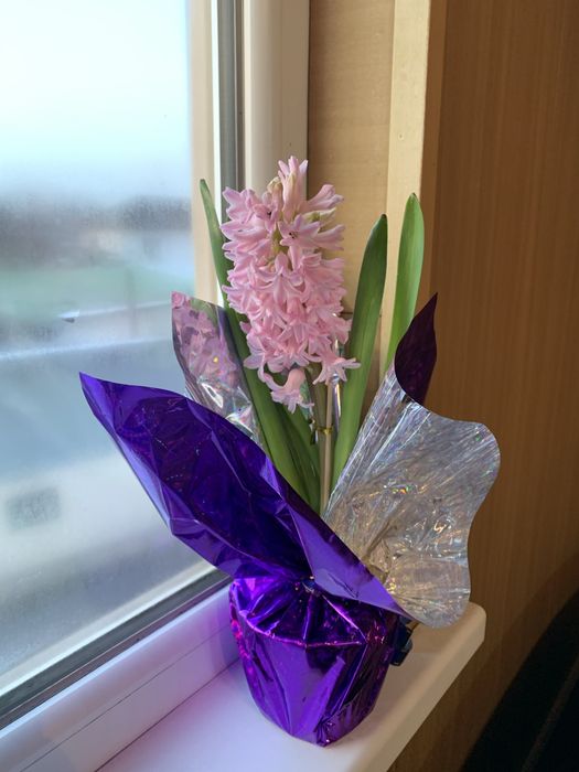 Цветы Геоцинты в горшочкх