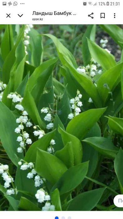 саженцы сливы, черешни...