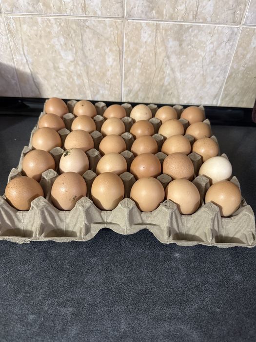 Продам домашнее яйцо