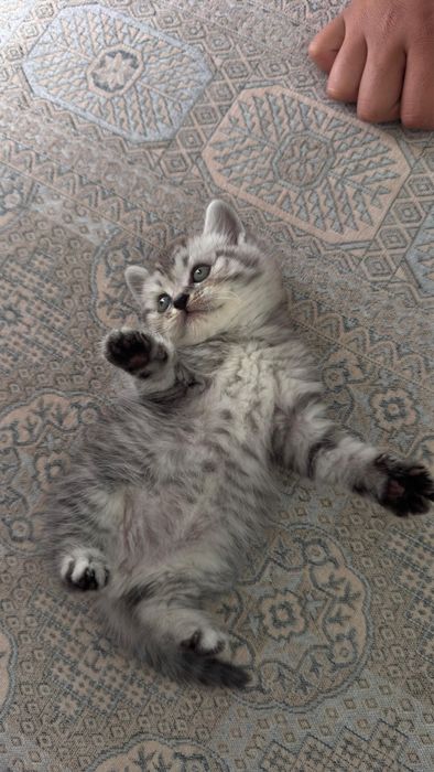 продается котенок