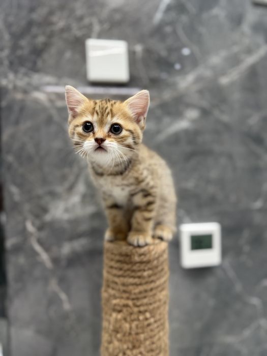 Котенок скоттиш фолд прямоушка