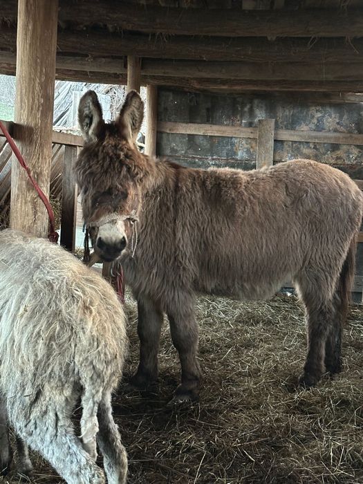 Vând măgar castrat