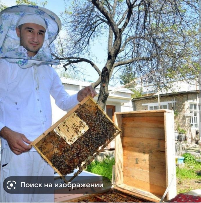 Аsal Arilar oilasi sotiladi